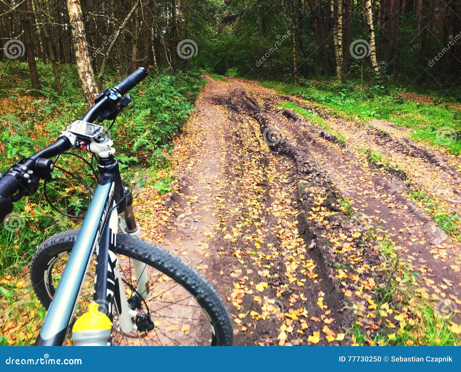 Mountain Bike on Forest Trail Stock Photo Image of daytime, fall
