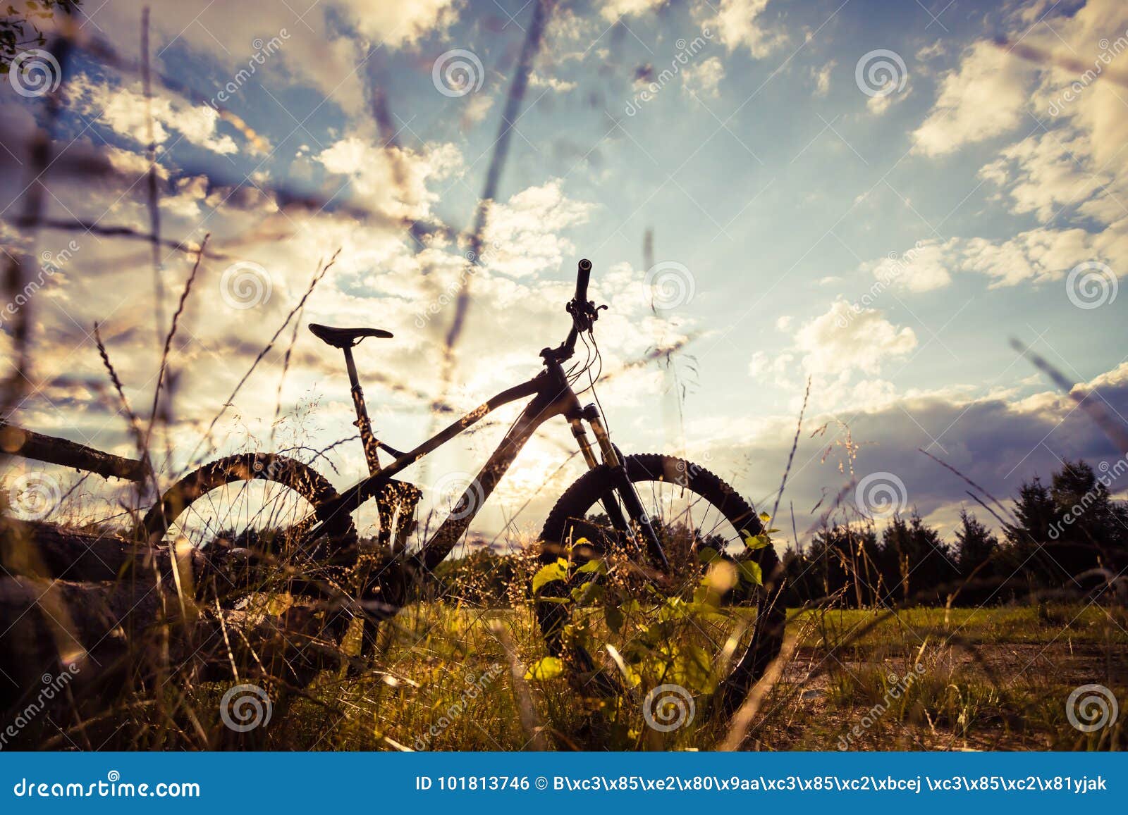 mountain bike mtb on green summer forest trail, inspirational la