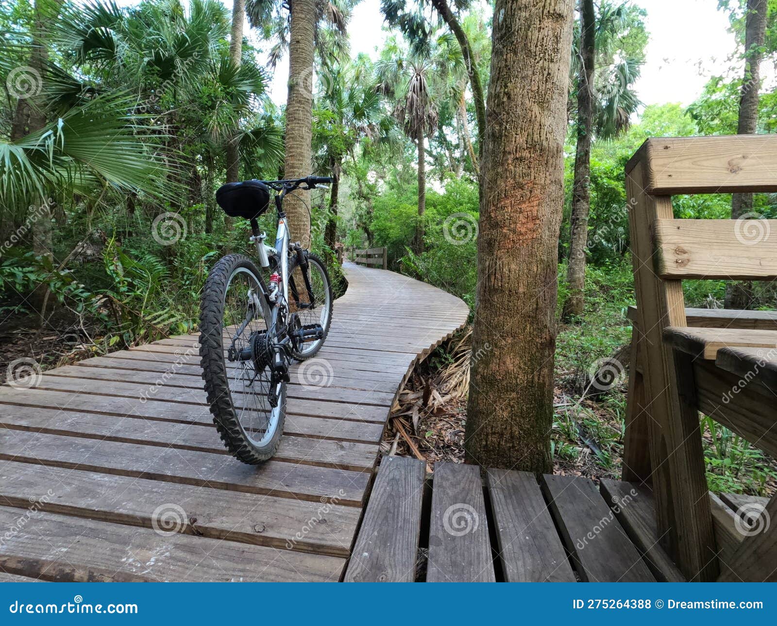 Mountain Biking Trail in Florida. Stock Photo Image of biking, trail 275264388