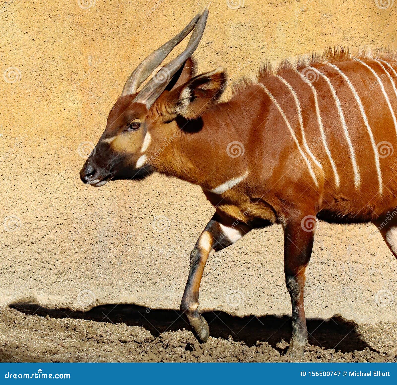 Mountain Bongo in the Sunshine Stock Image - Image of feeding, cute: 156500747 Mountain Bongo in the Sunshine Stock Image - Image of feeding, cute: 156500747
