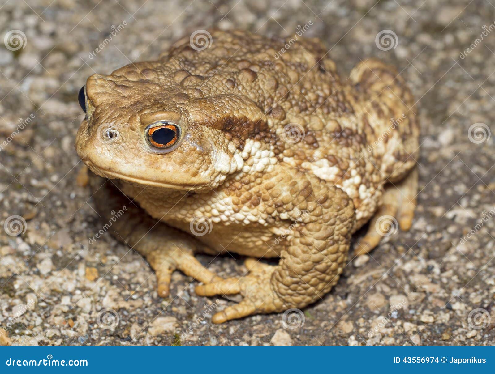 Mountain brown frog (toad) stock photo. Image of lovely 43556974