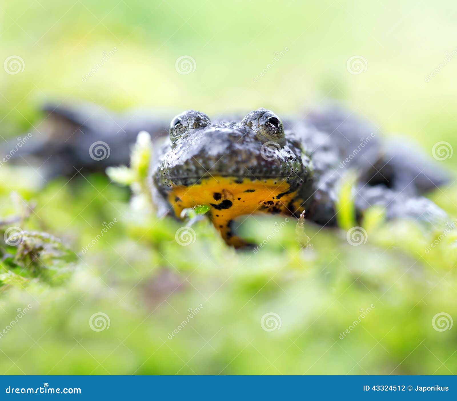 Mountain brown yellow frog stock photo. Image of mountain 43324512