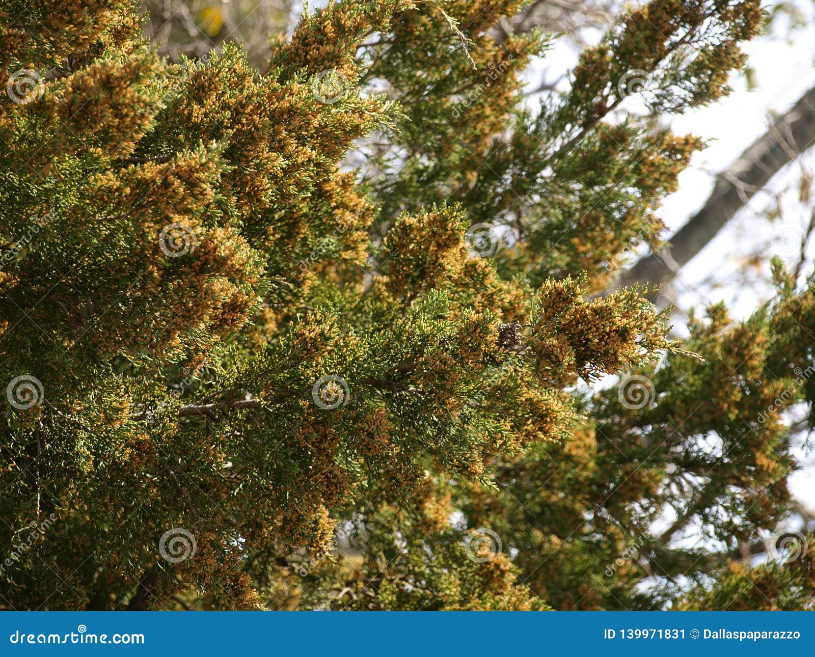mountain cedar pollenpods plentiful this year