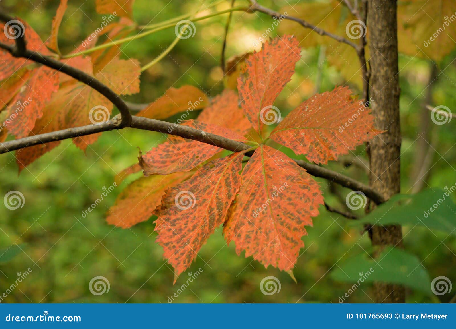 mountain chestnut oak leaves