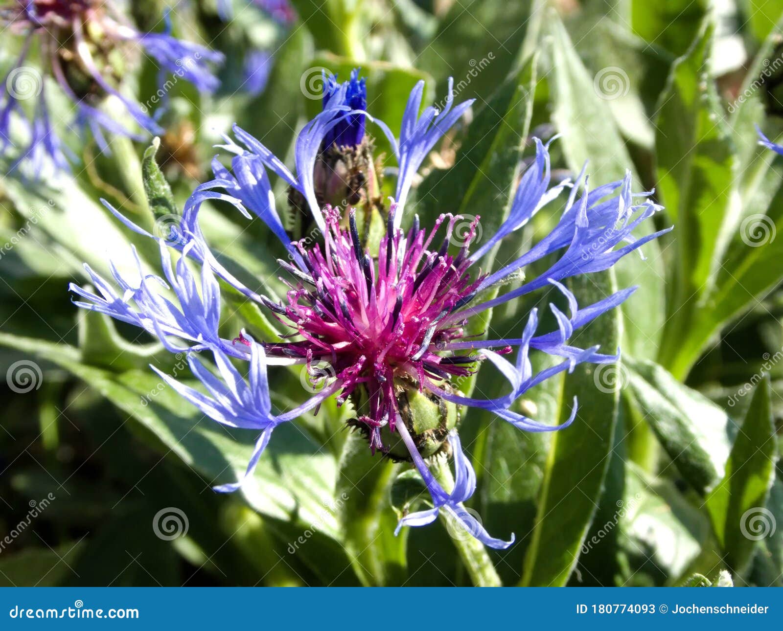 Mountain Cornflower in Spring in a German Garden Stock Image Image of