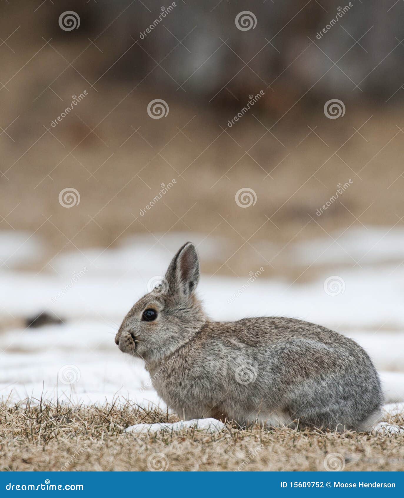 Mountain Cottontail stock photo. Image of rabbits, wintertime 15609752