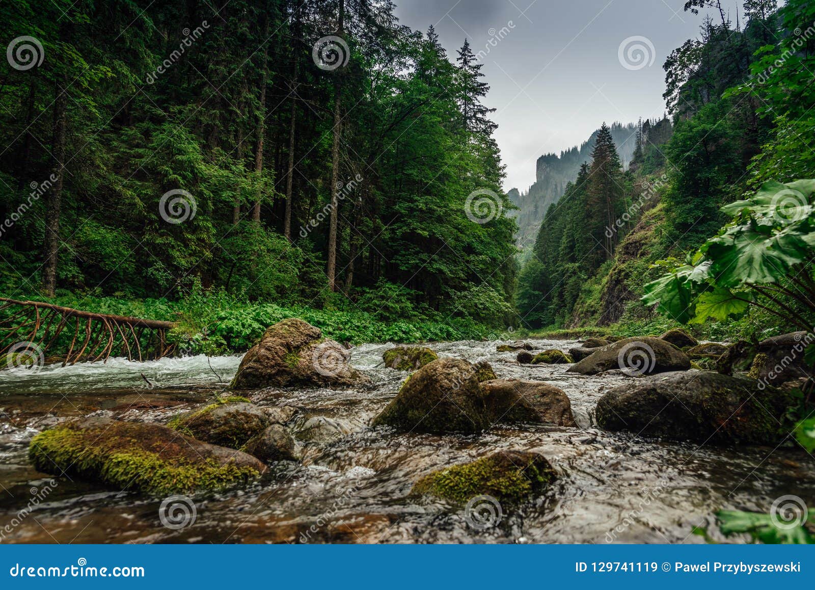 Mountain Creek River Flowing Between The Forest Stock Image Image