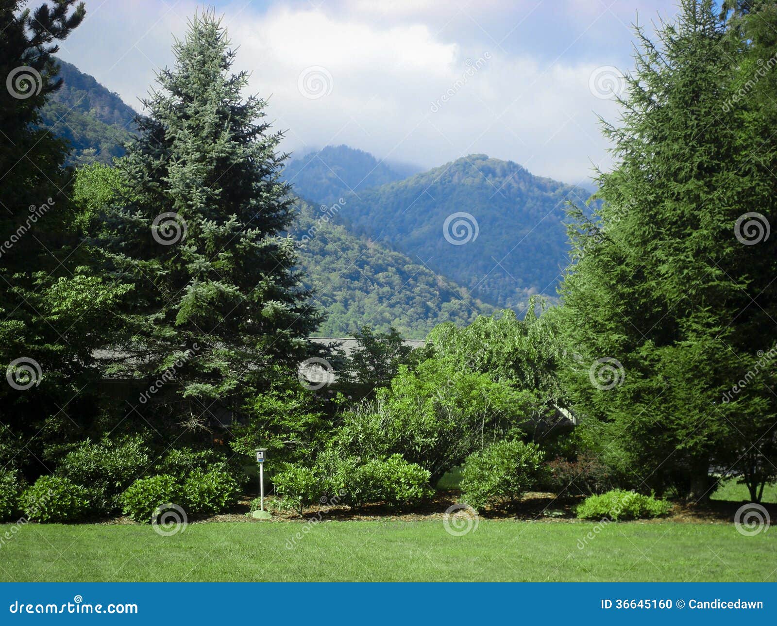 Mountain Fairy Tale stock photo. Image of trees, forest - 36645160