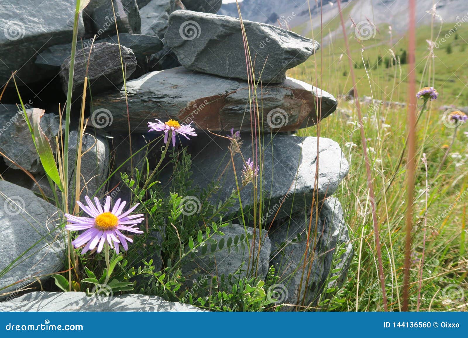 Mountain Field Flowers Growing on the Rock Stock Photo Image of petal