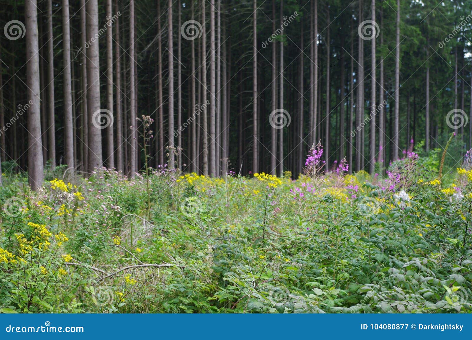 mountain fir forest with flowers during summer