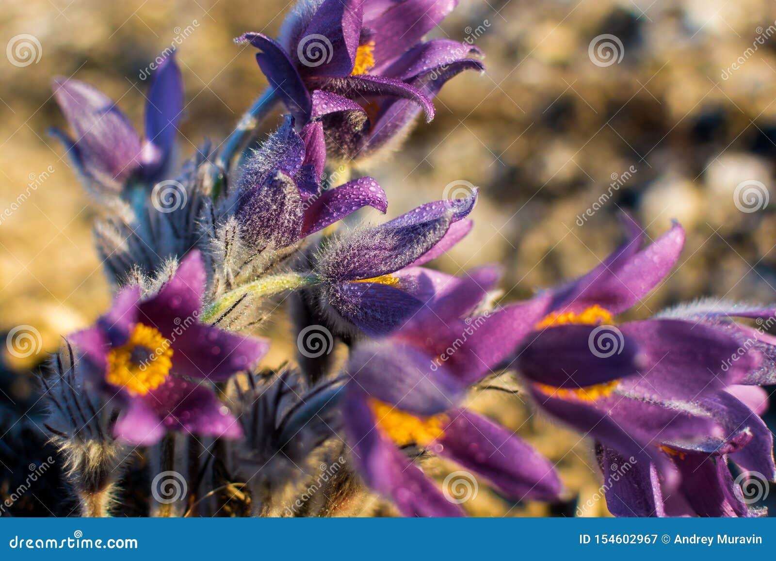 Mountain flower stock image. Image of beautiful, flowers 154602967