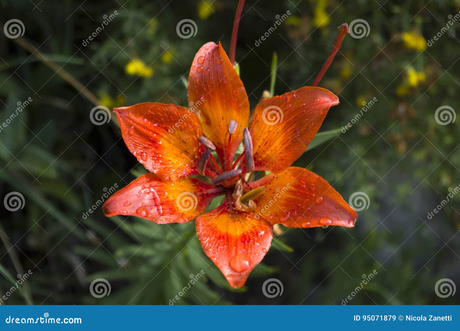 Mountain flower stock image. Image of wild, beautiful 95071879