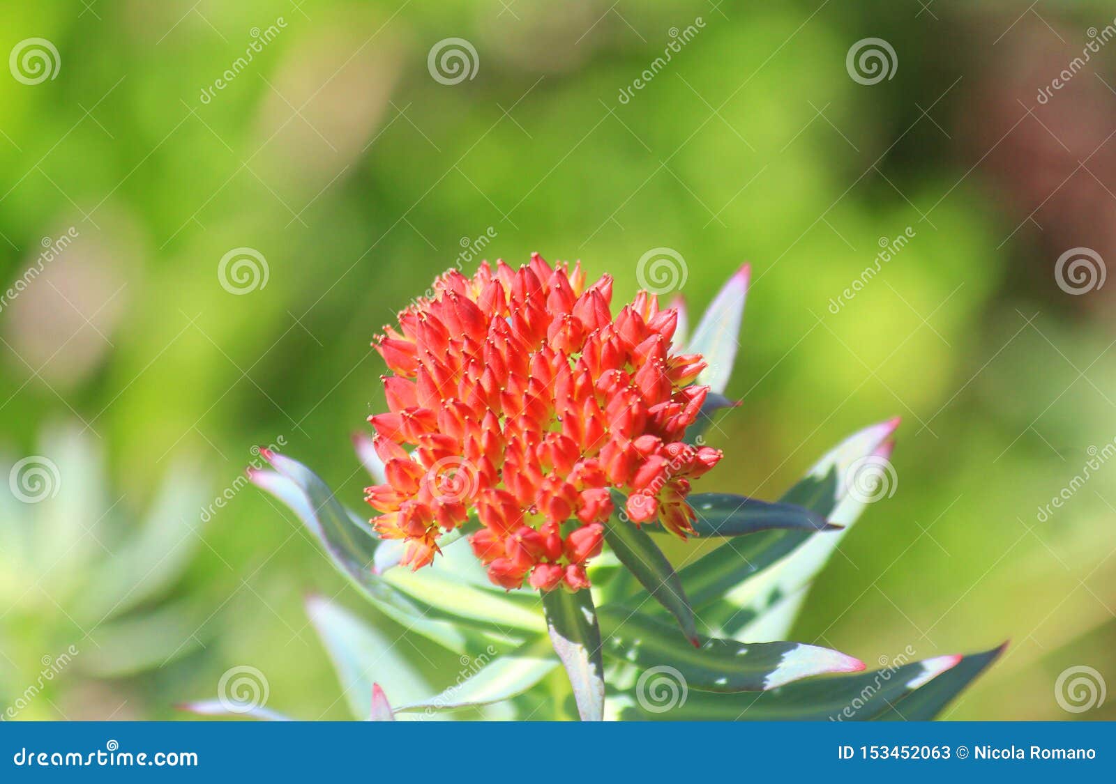Mountain Flower in the Meadow in Summer Stock Image Image of meadow