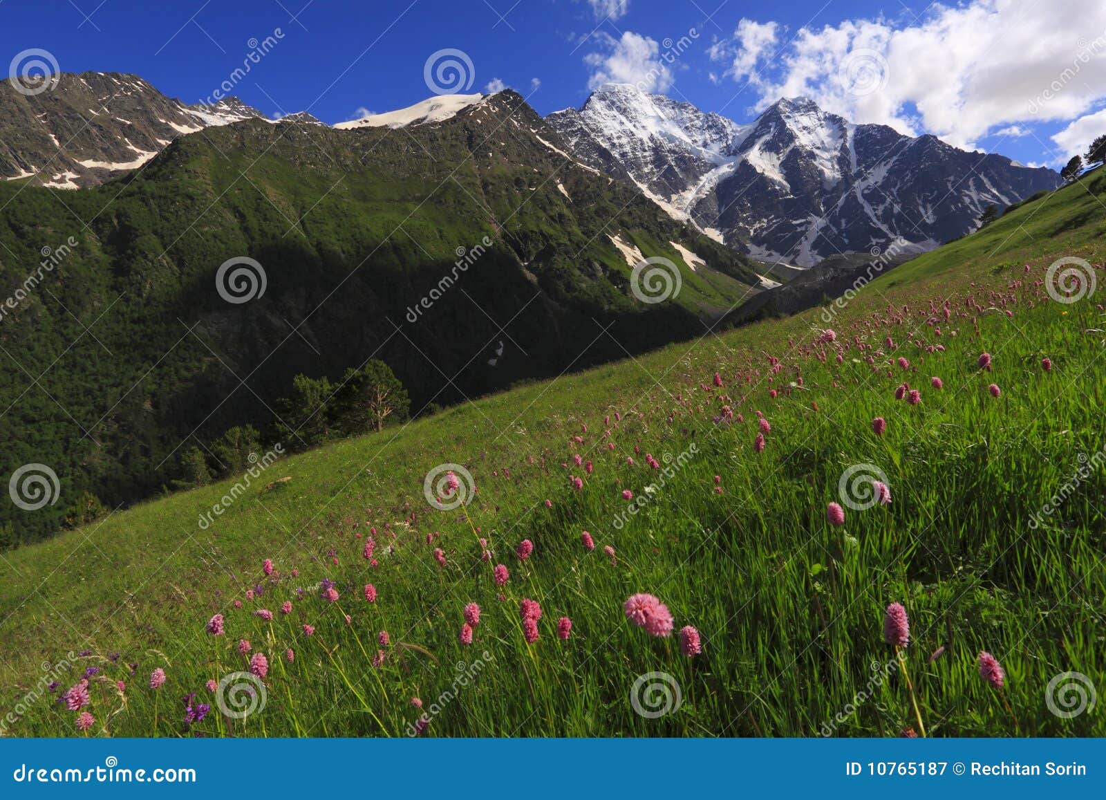 Mountain flowers stock image. Image of camp, life, altitude - 10765187