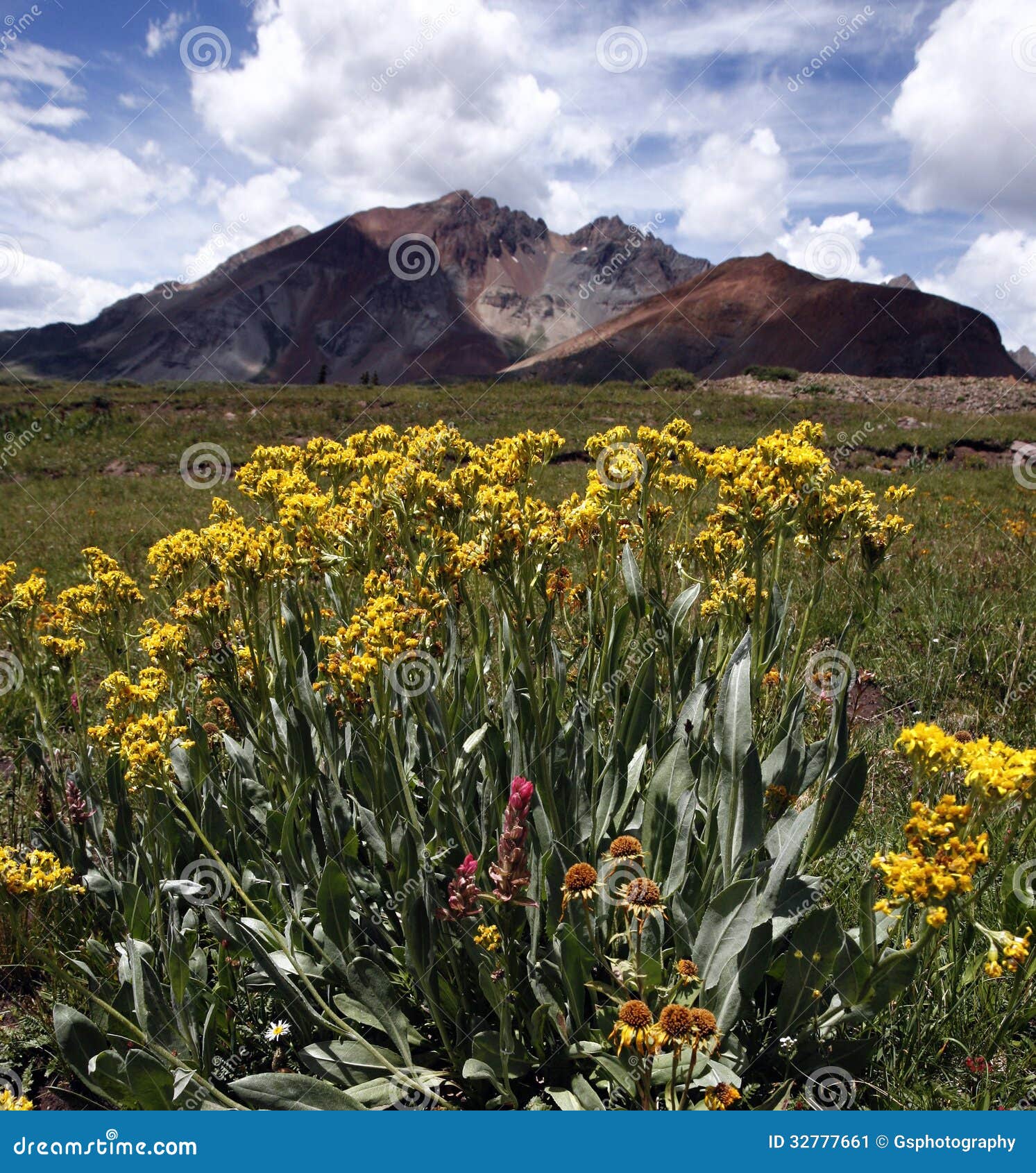 Mountain flowers stock image. Image of sunny, beauty 32777661