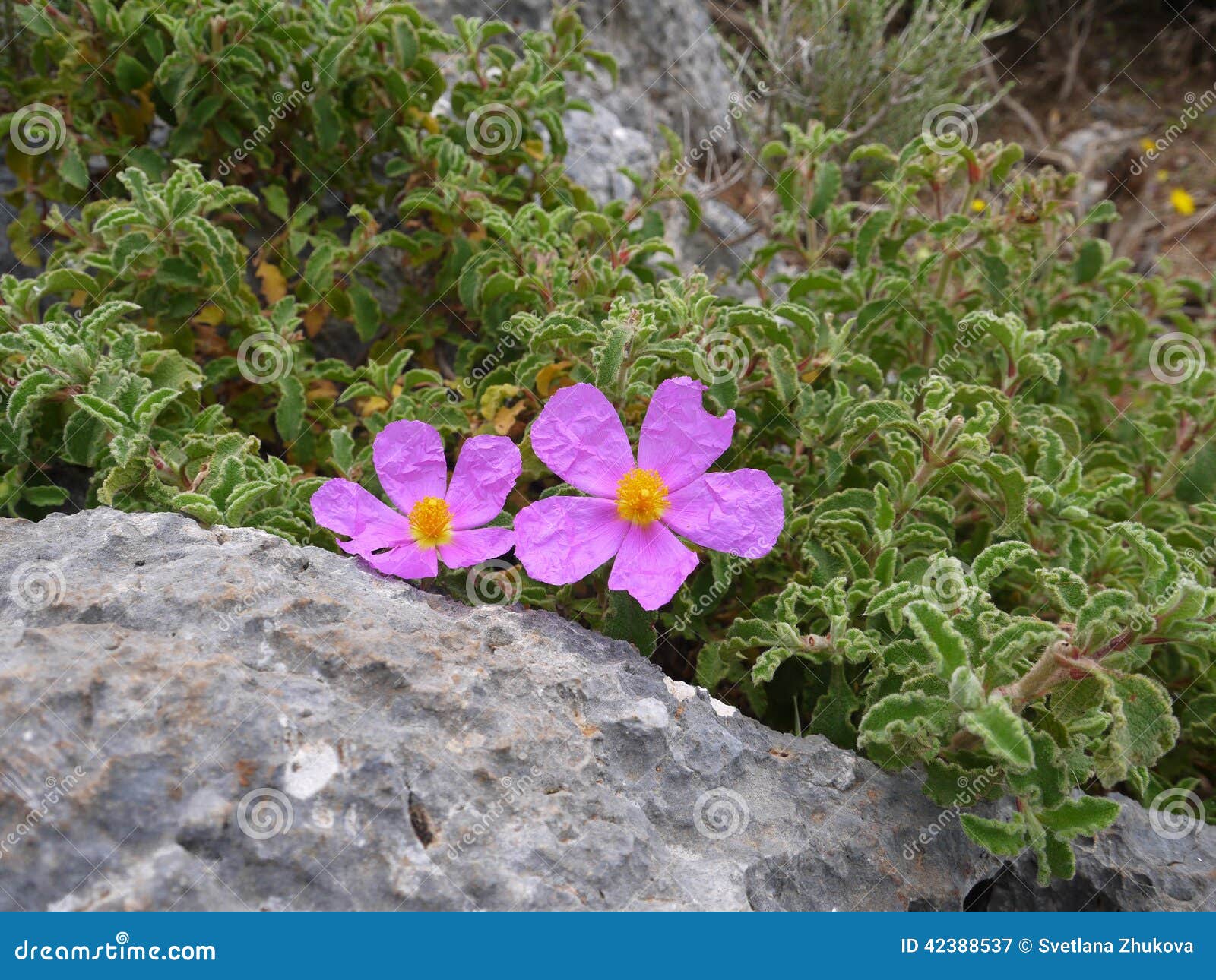 Mountain flowers stock image. Image of stone, shrub, flowers 42388537