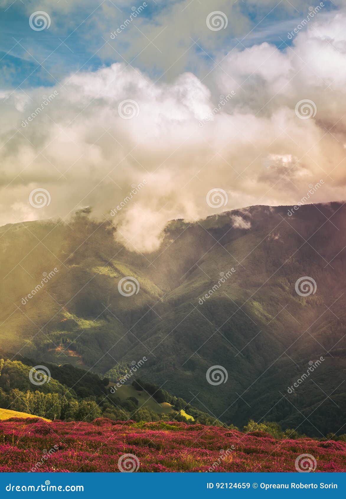 Mountain flowers view stock image. Image of clear, high 92124659