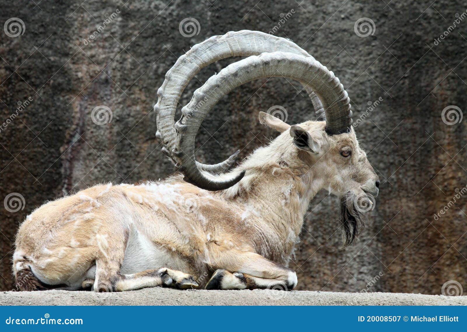 Image Result For Male Goat Up On Rocks Wallpapers Image Result For Male Goat Up On Rocks Wallpapers