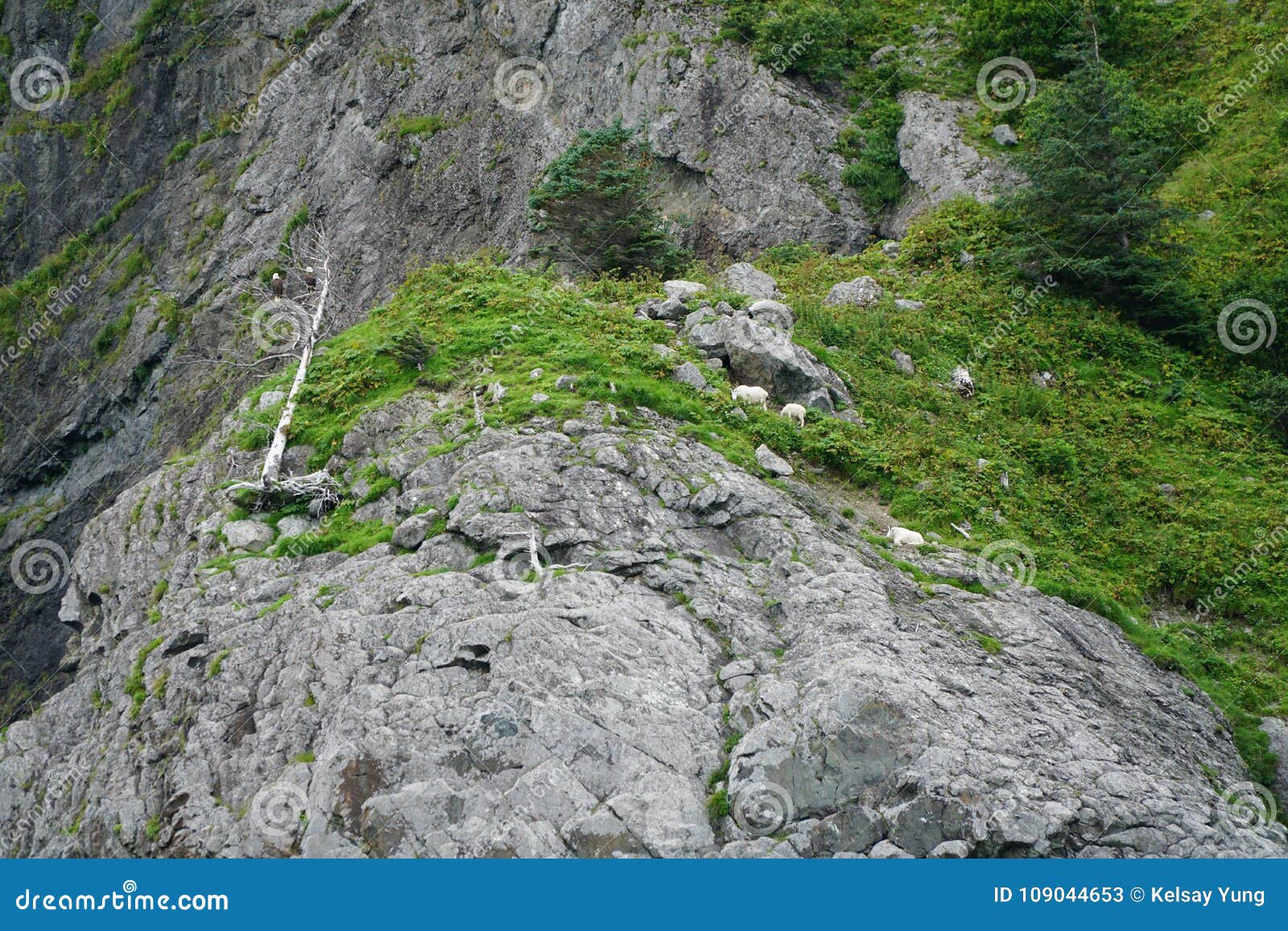 Mountain Goat, Bald Eagles stock image. Image of goat 109044653