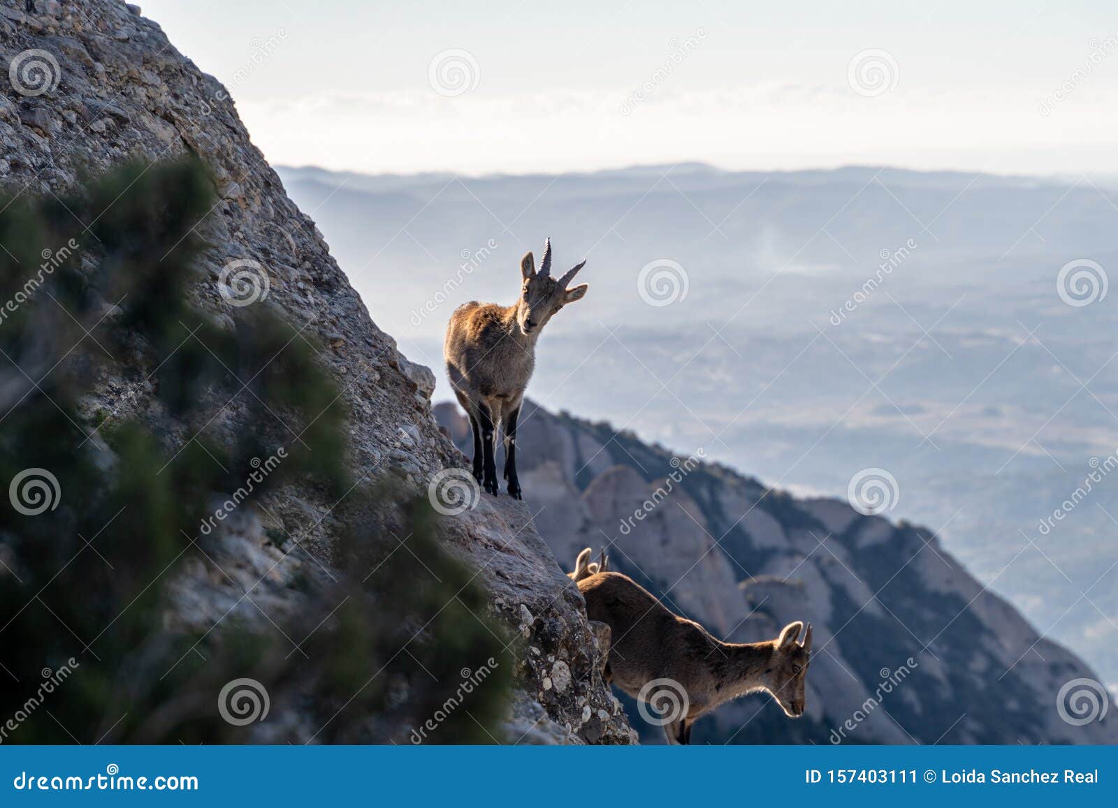 2 417 Mountain Goat Cliff Photos Free Royalty Free Stock Photos From Dreamstime