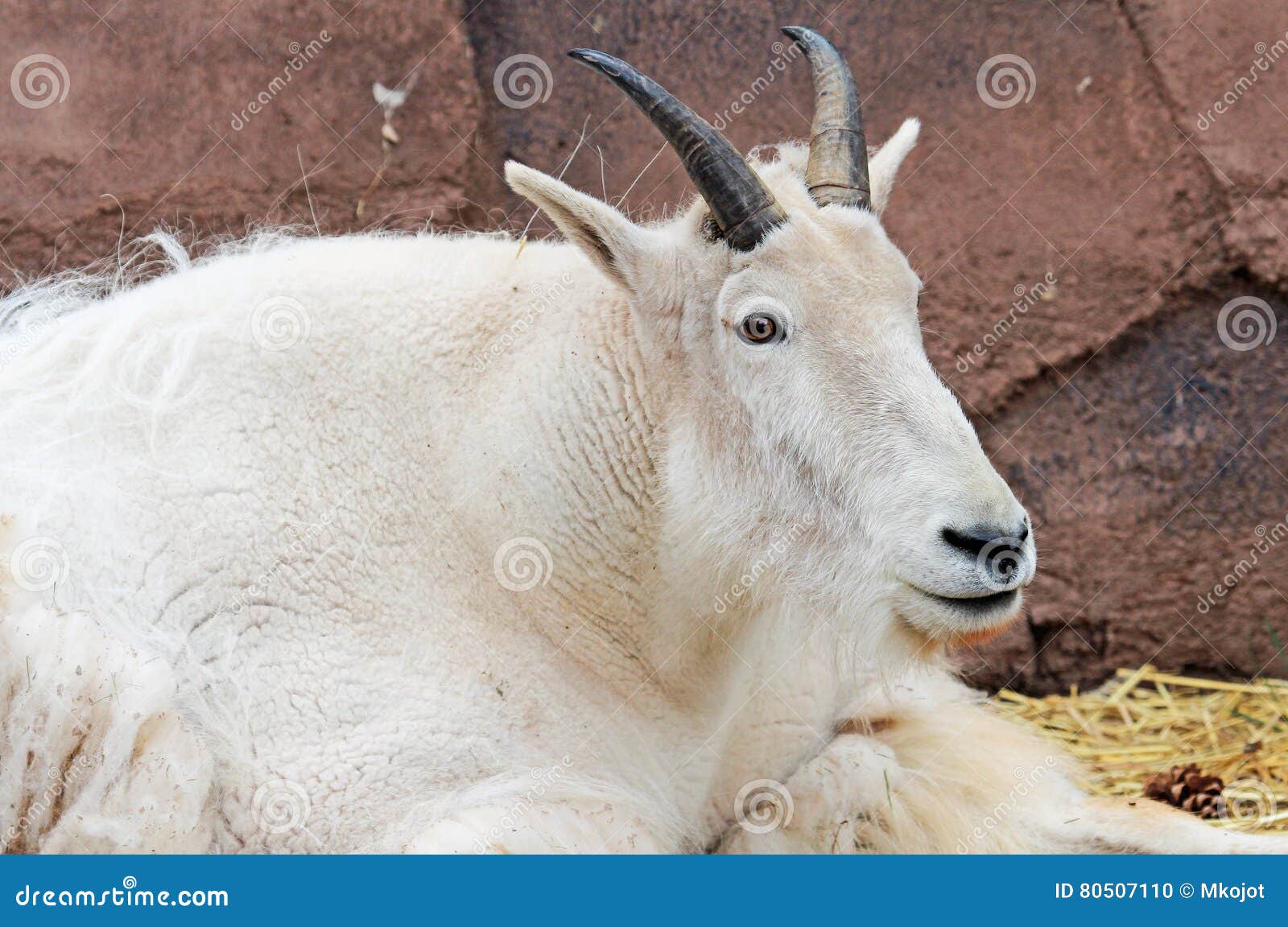 Mountain Goat Coat in New Winter Stock Photo Image of head, ears