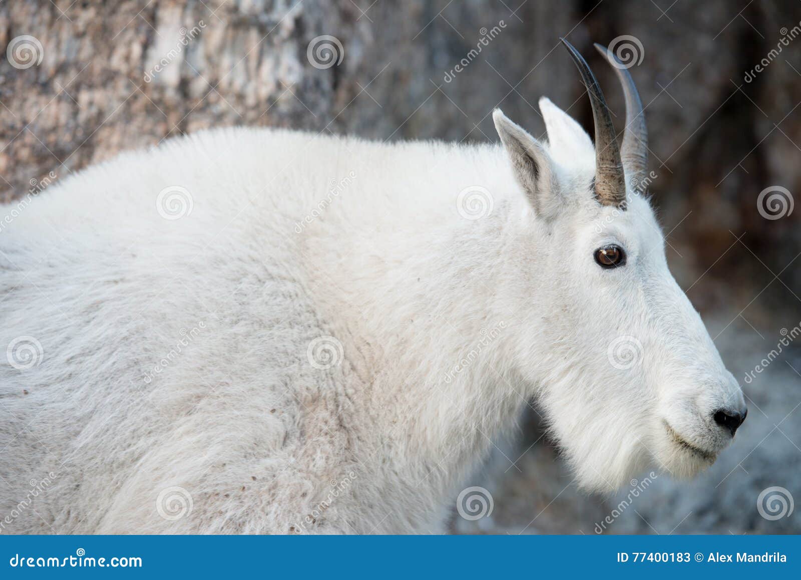 Mountain Goat stock image. Image of state, national, wildlife 77400183