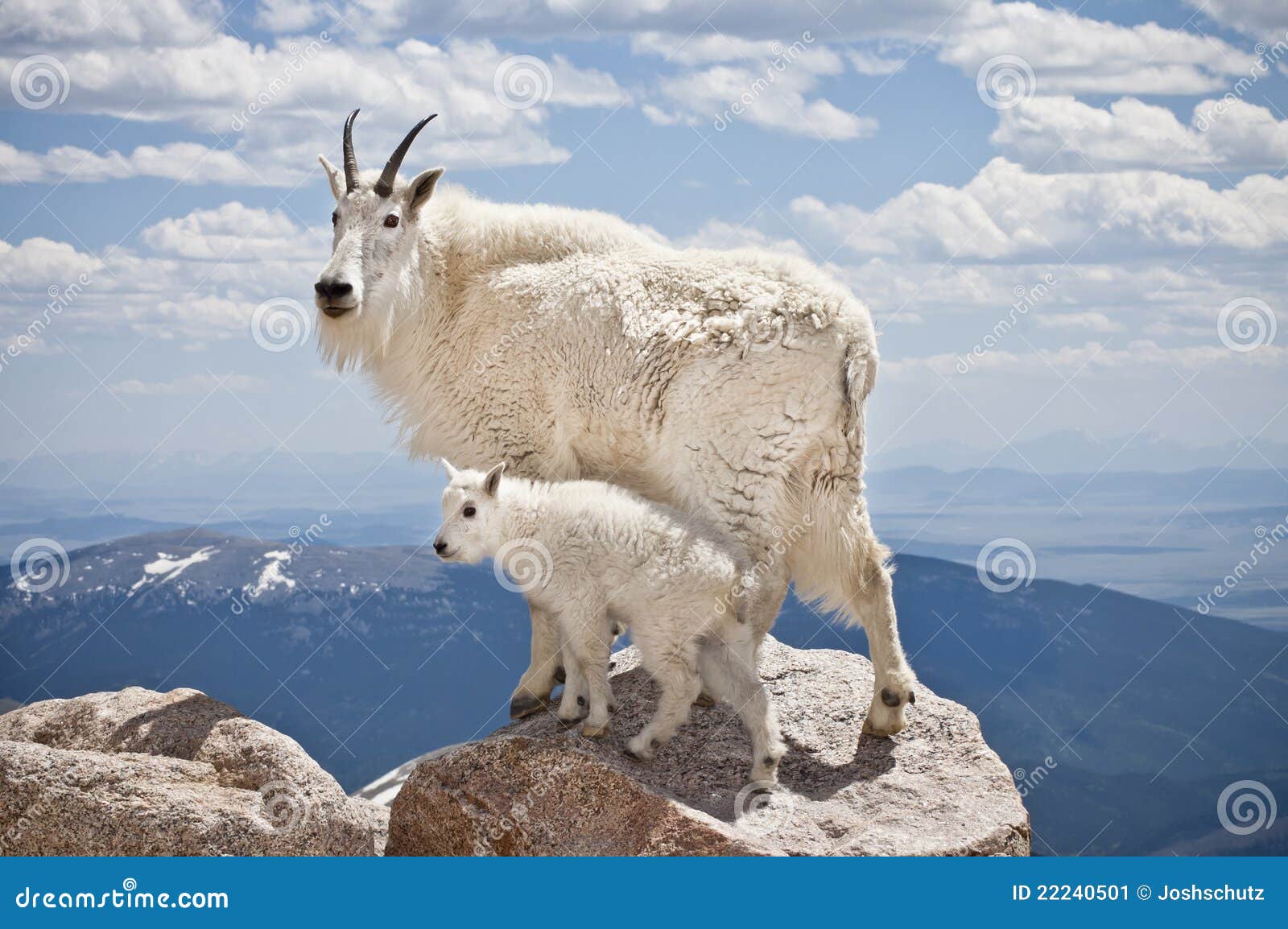 Mountain Goat with Kid stock image. Image of rocky, colorado 22240501