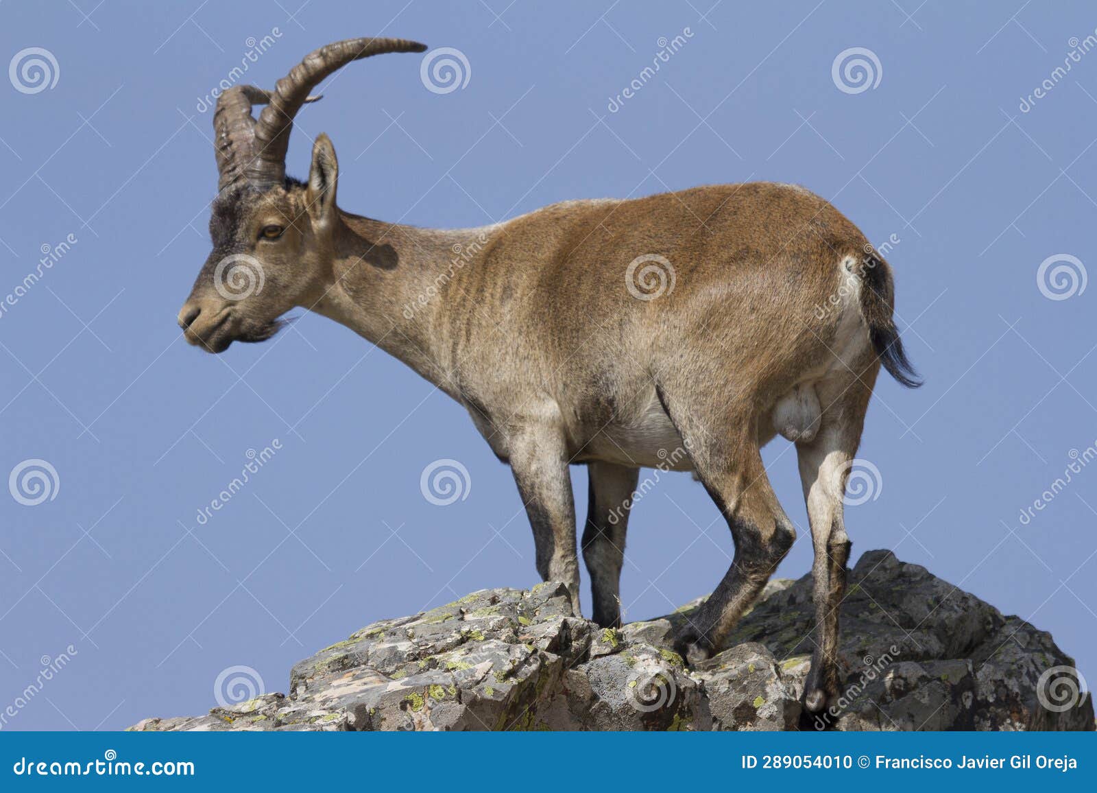 mountain goat, la pena de francia, salamanca