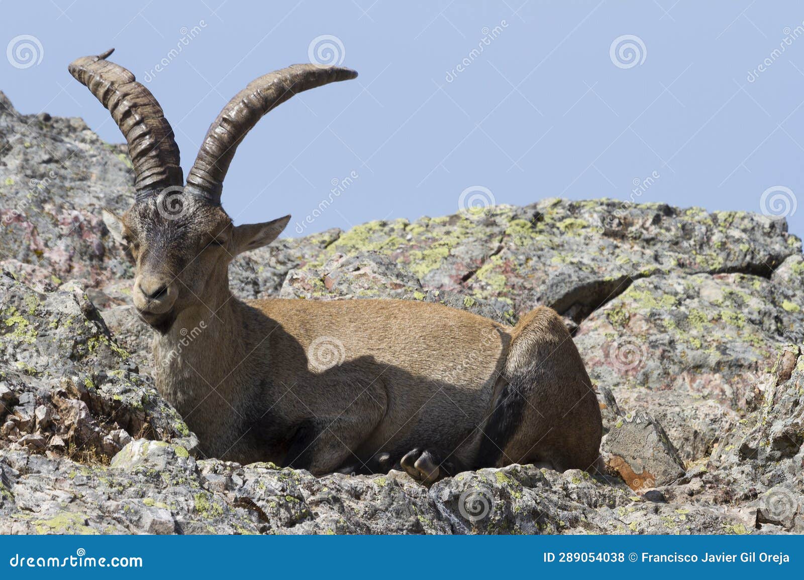 mountain goat, la pena de francia, salamanca