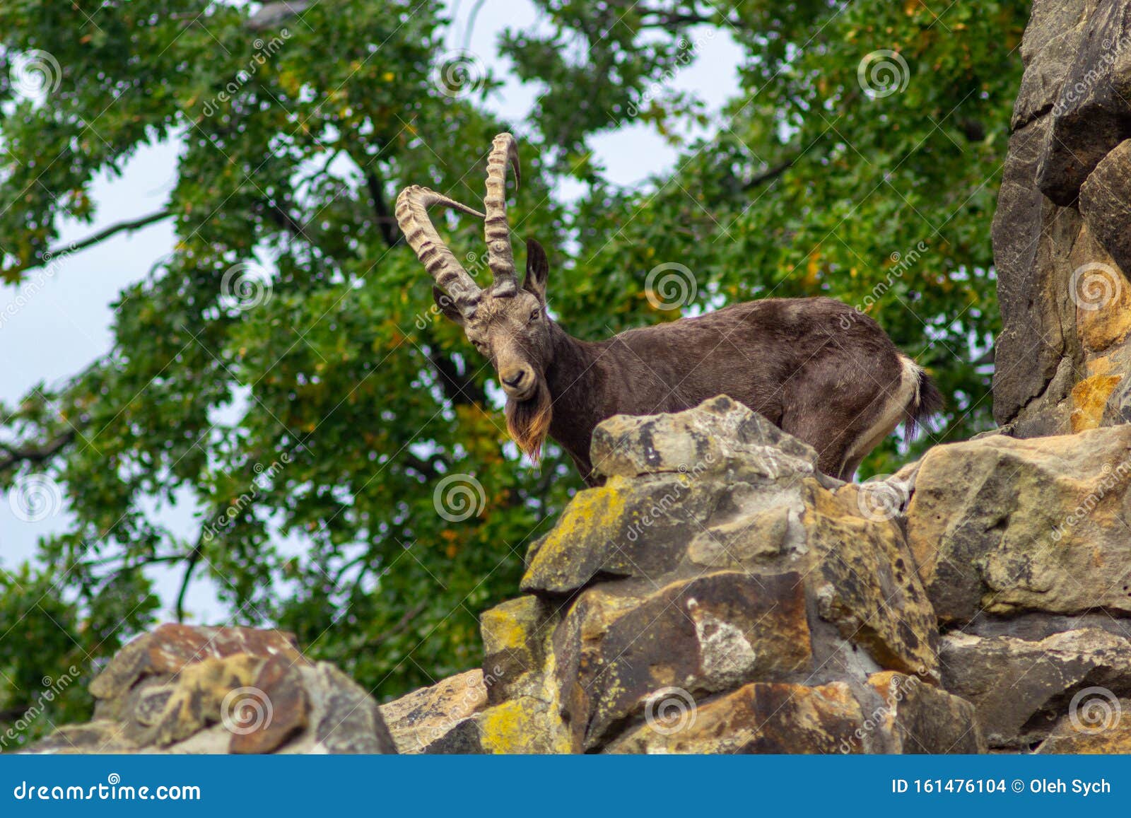 Mountain goat with large horns and a beard stands on a cliff on a background of green trees