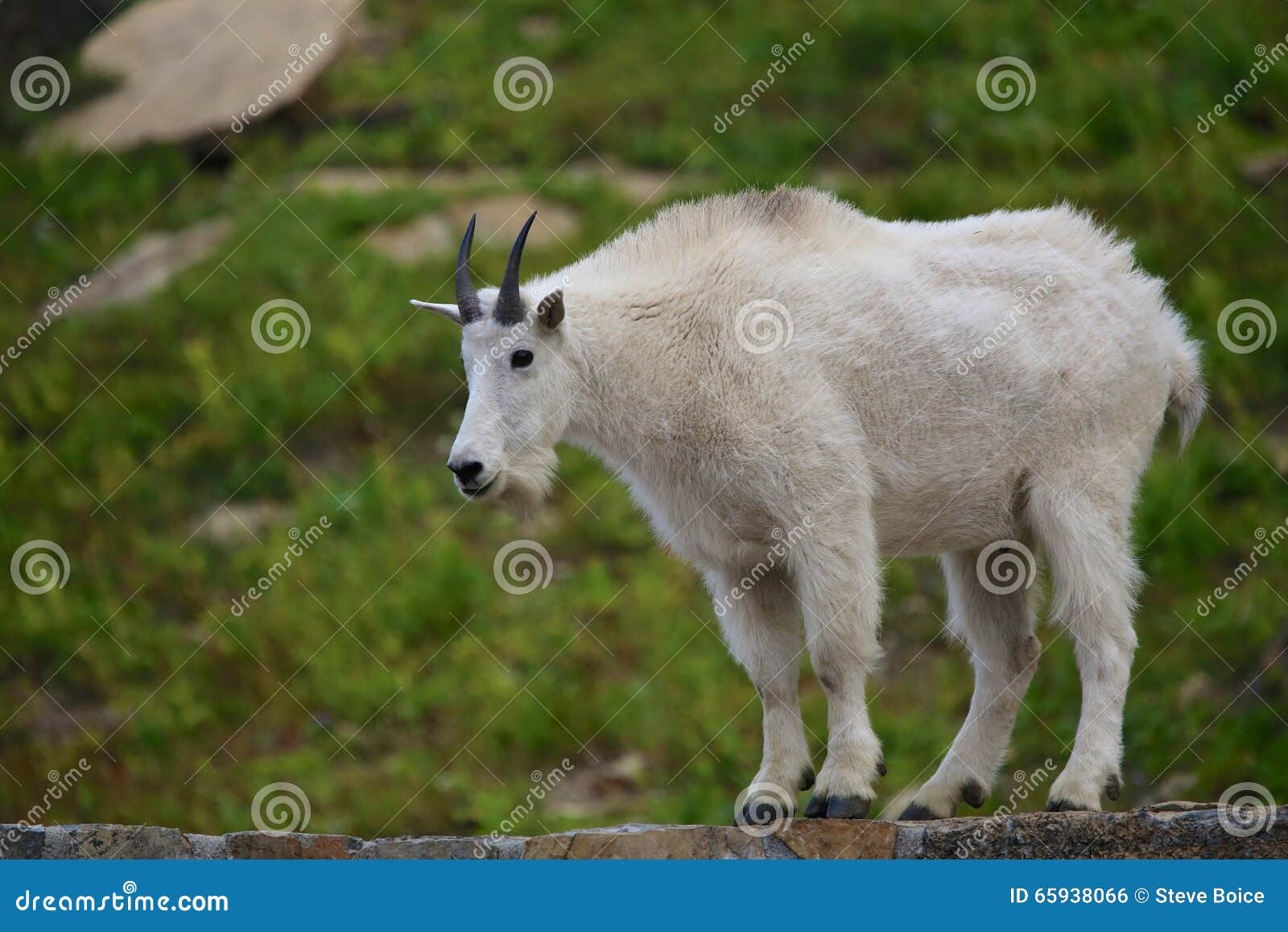 mountain goat at logan pass
