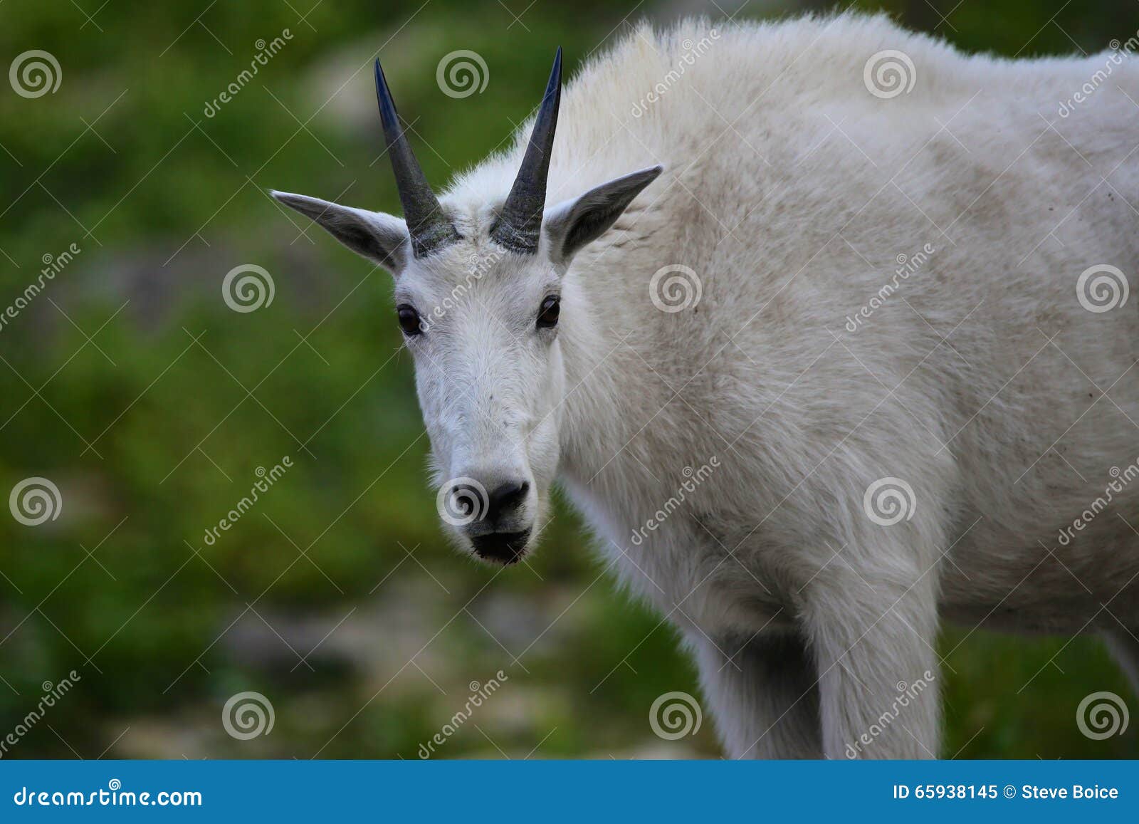 mountain goat at logan pass