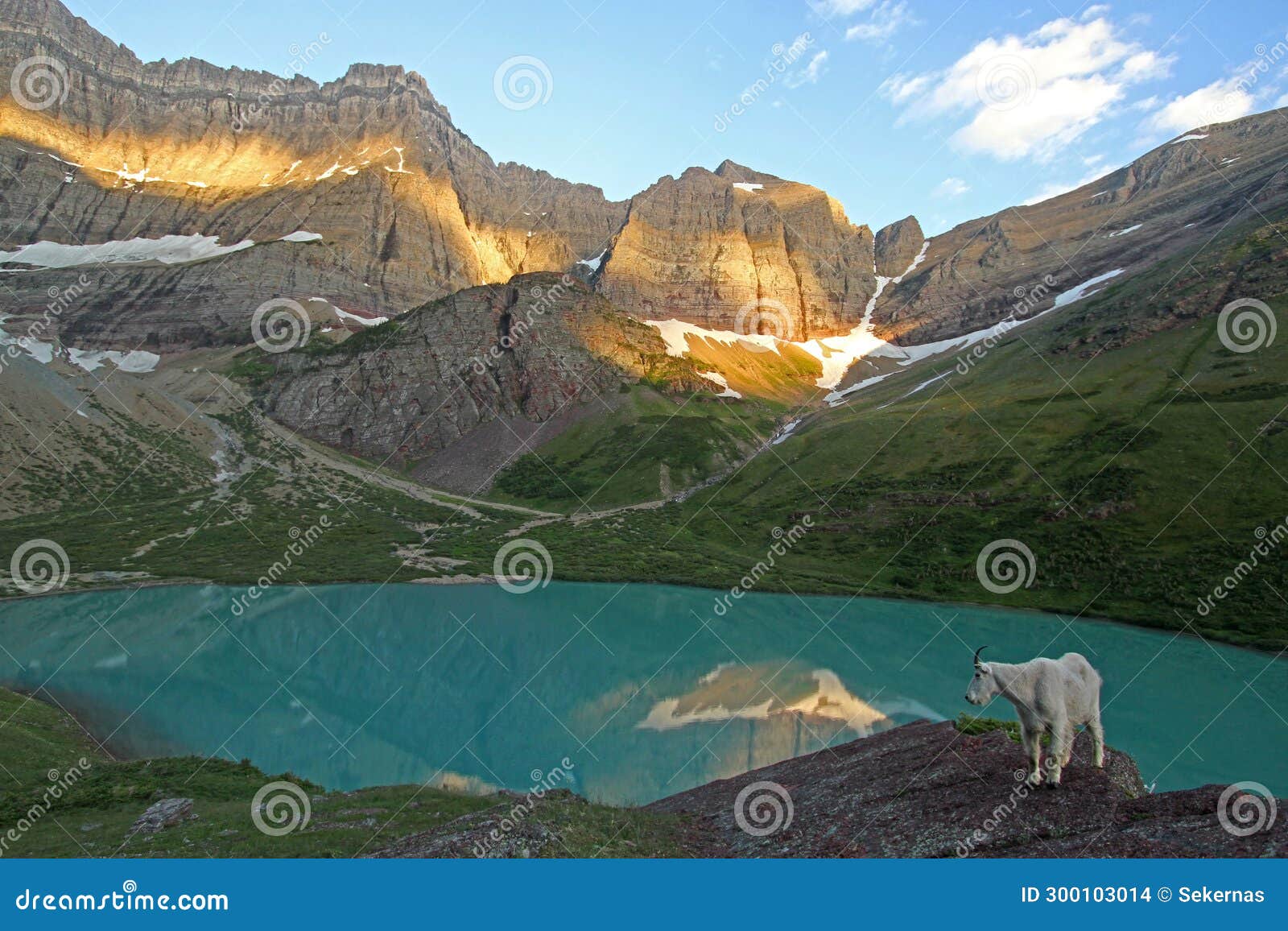 mountain goat at cracker lake