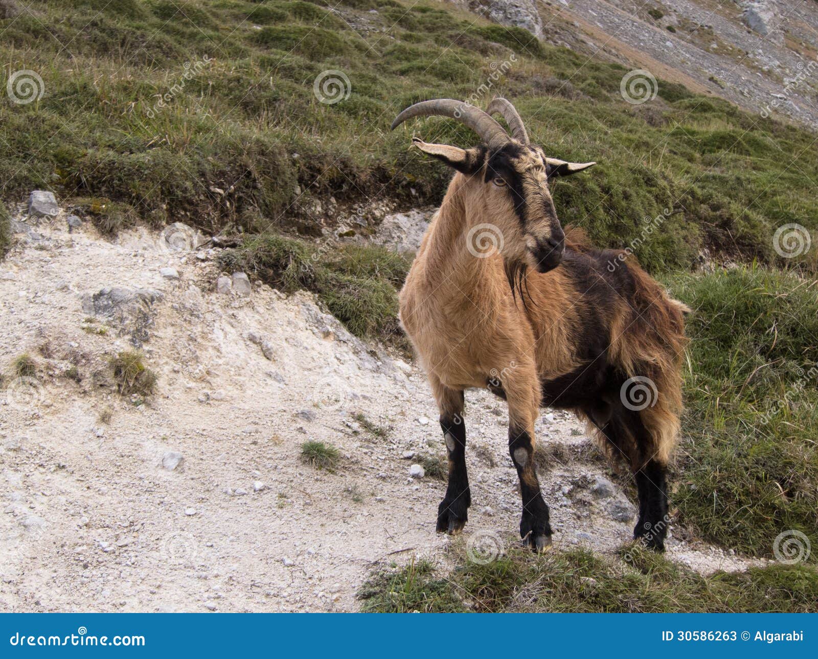 mountain goat in picos de europa, asturias