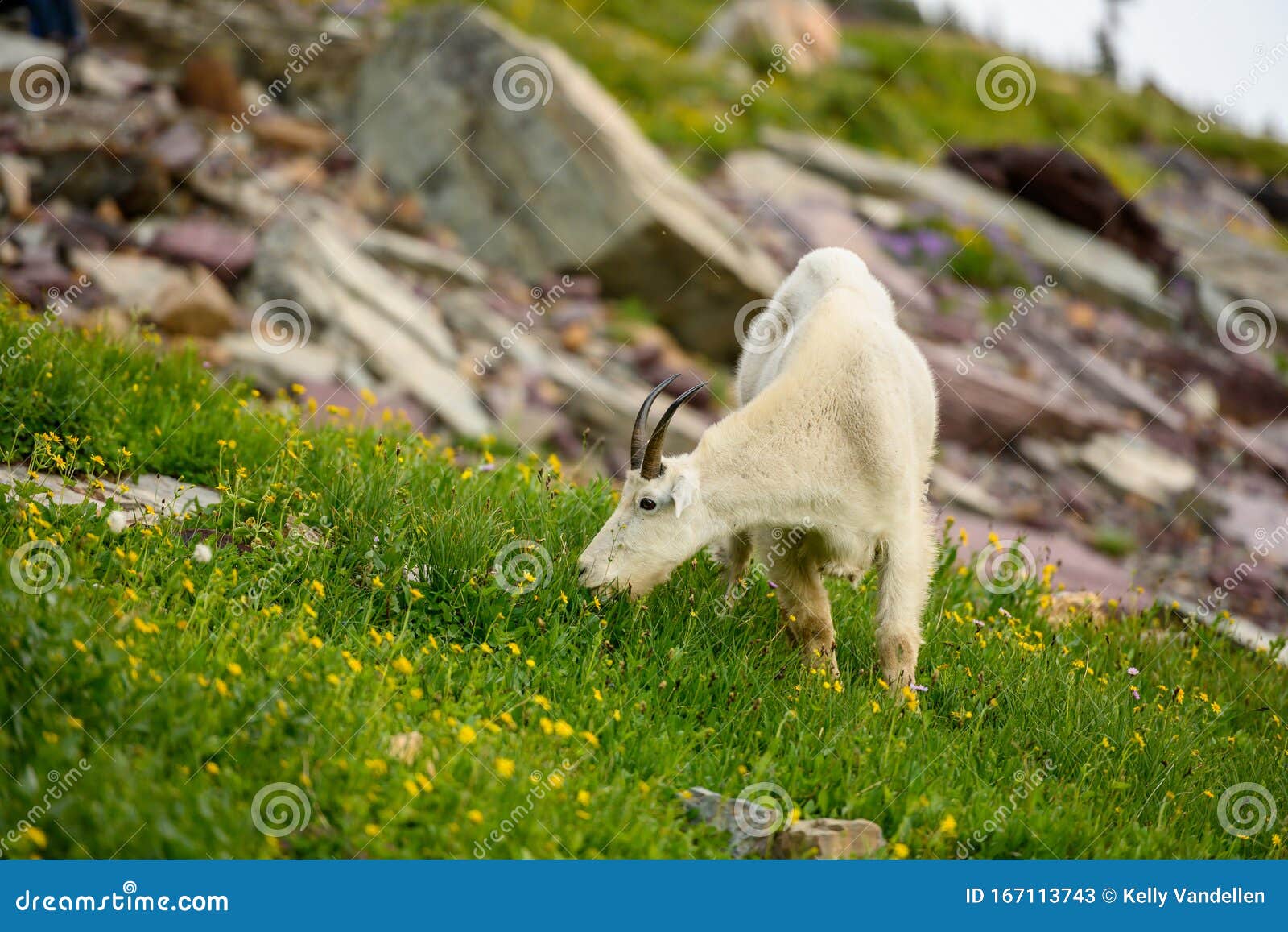 Mountain Goat Stretching Out Neck for a Bite Stock Image Image of