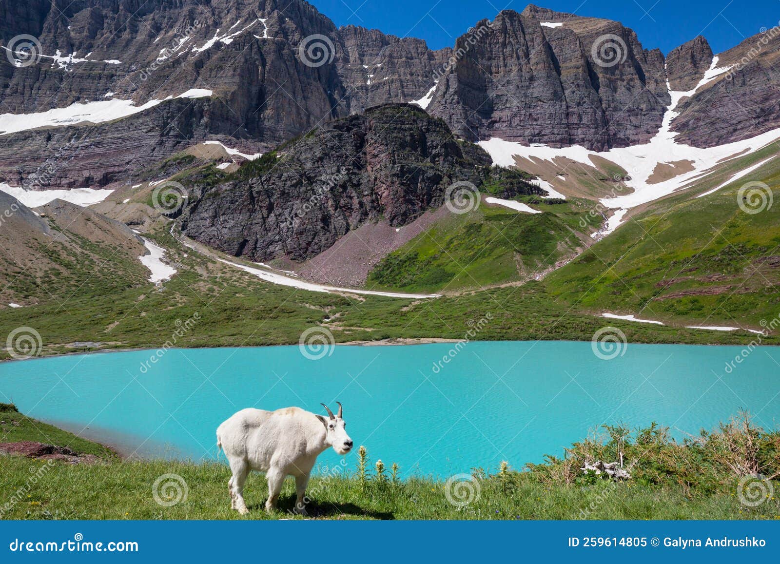 Mountain goat stock image. Image of scene, rockies, critter 259614805