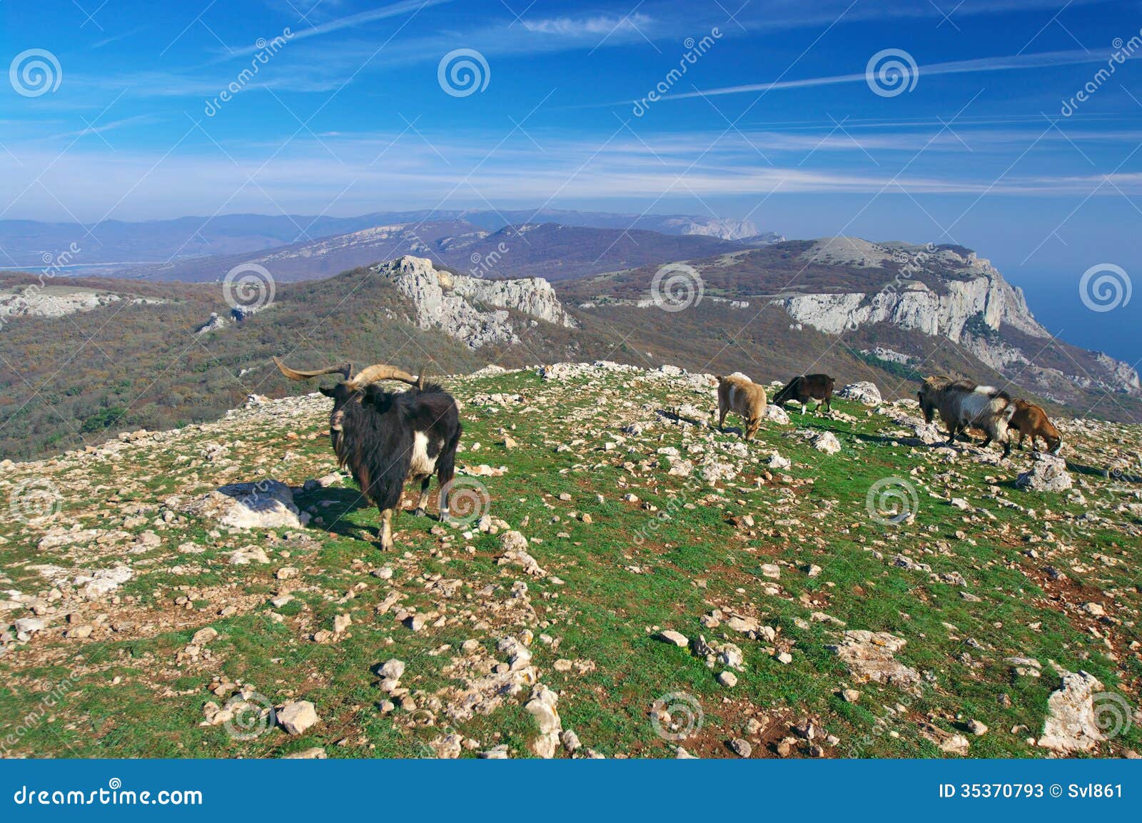 Mountain goats stock image. Image of crimea, fauna, mountain Biology Diagrams