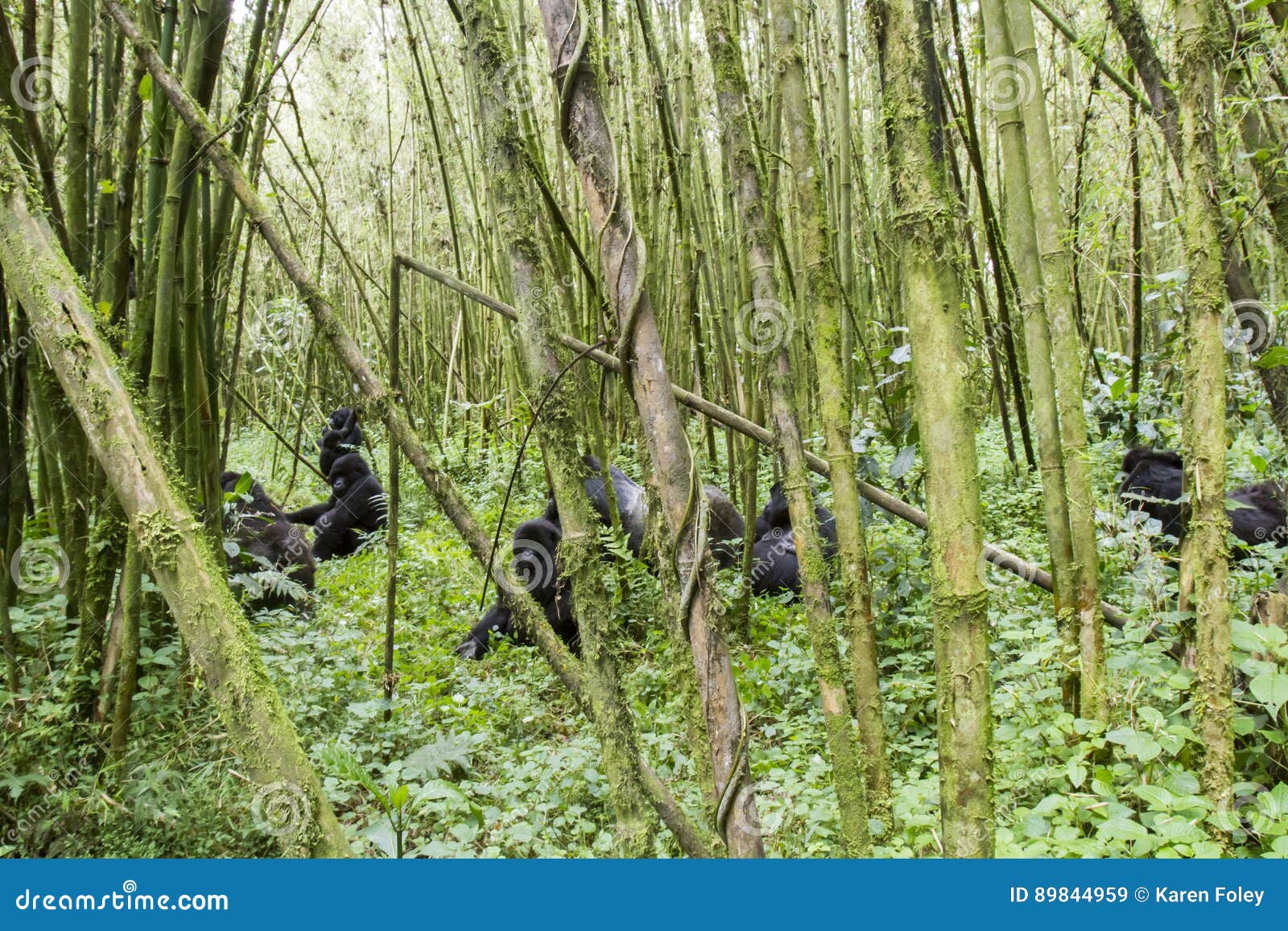 mountain gorilla group in volcanoes national park, virunga, rwanda