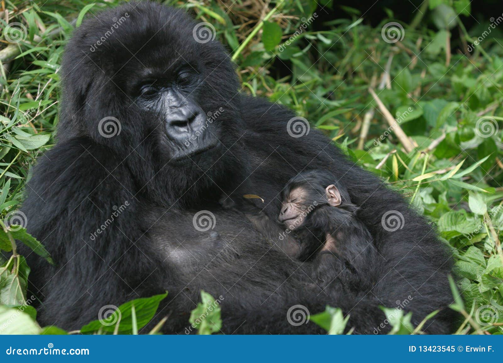 mountain gorilla,rwanda