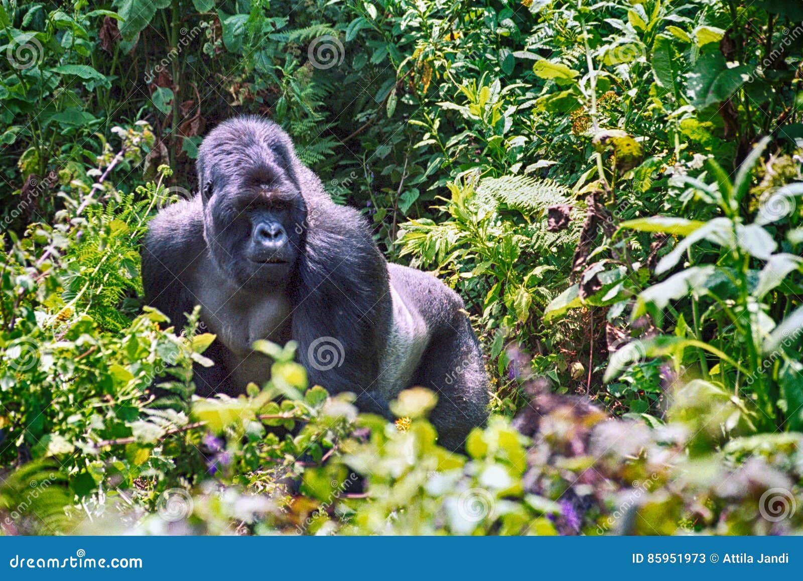 mountain gorilla, volcano national park, rwanda
