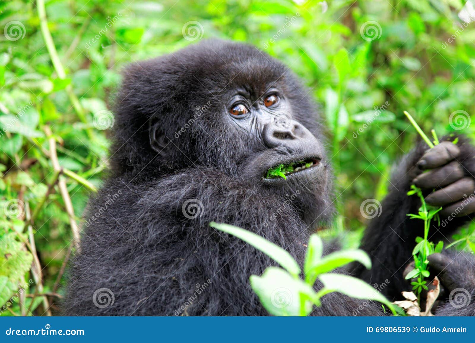 mountain gorilla in the volcanoes national park of rwanda