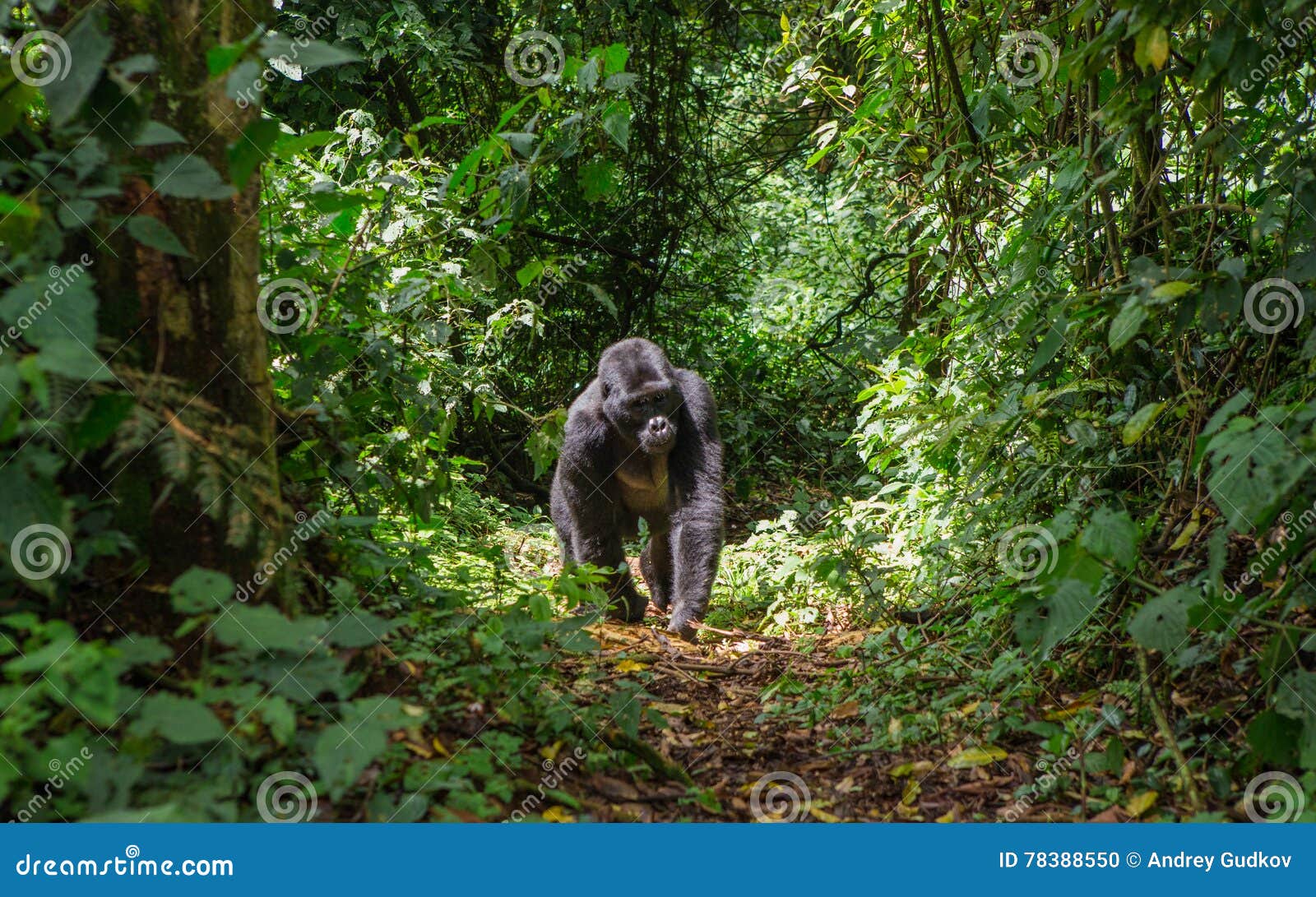 mountain gorillas in the rainforest. uganda. bwindi impenetrable forest national park.