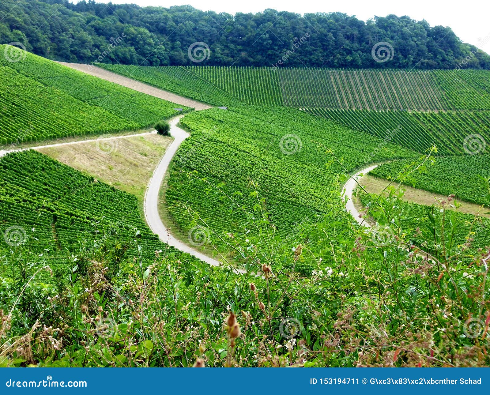 south german wine growing in the steep slope 2