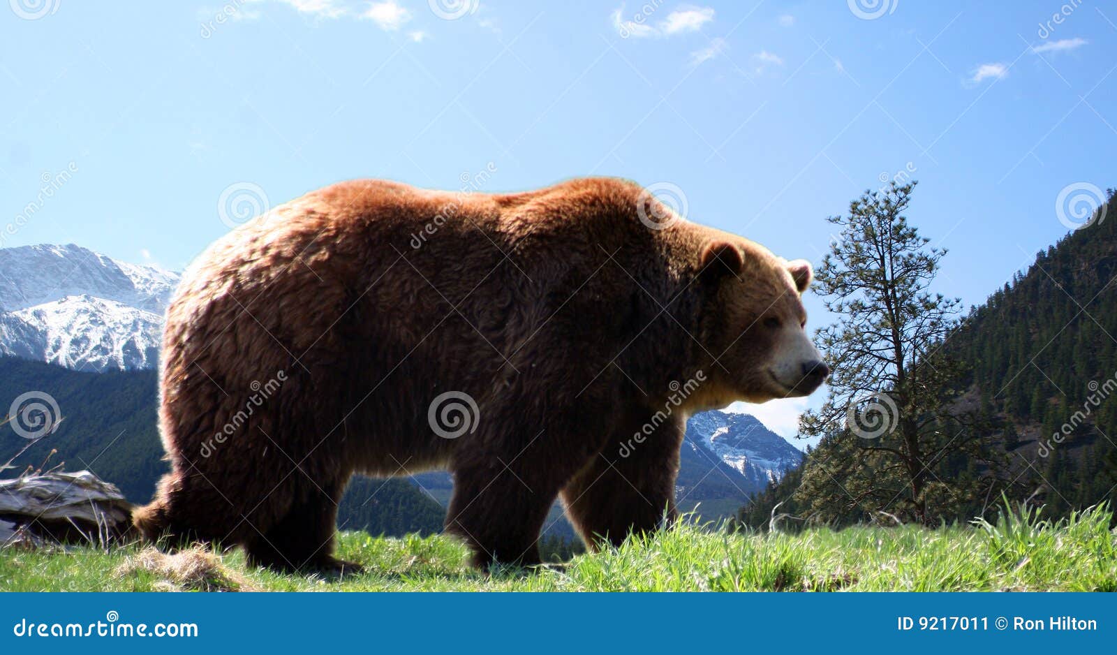 Mountain Grizzly Bear stock image. Image of lovely, kodiak 9217011