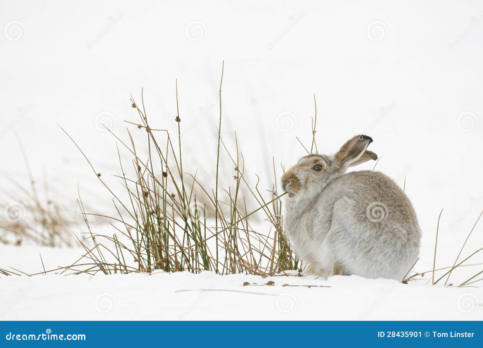 the mountain hare