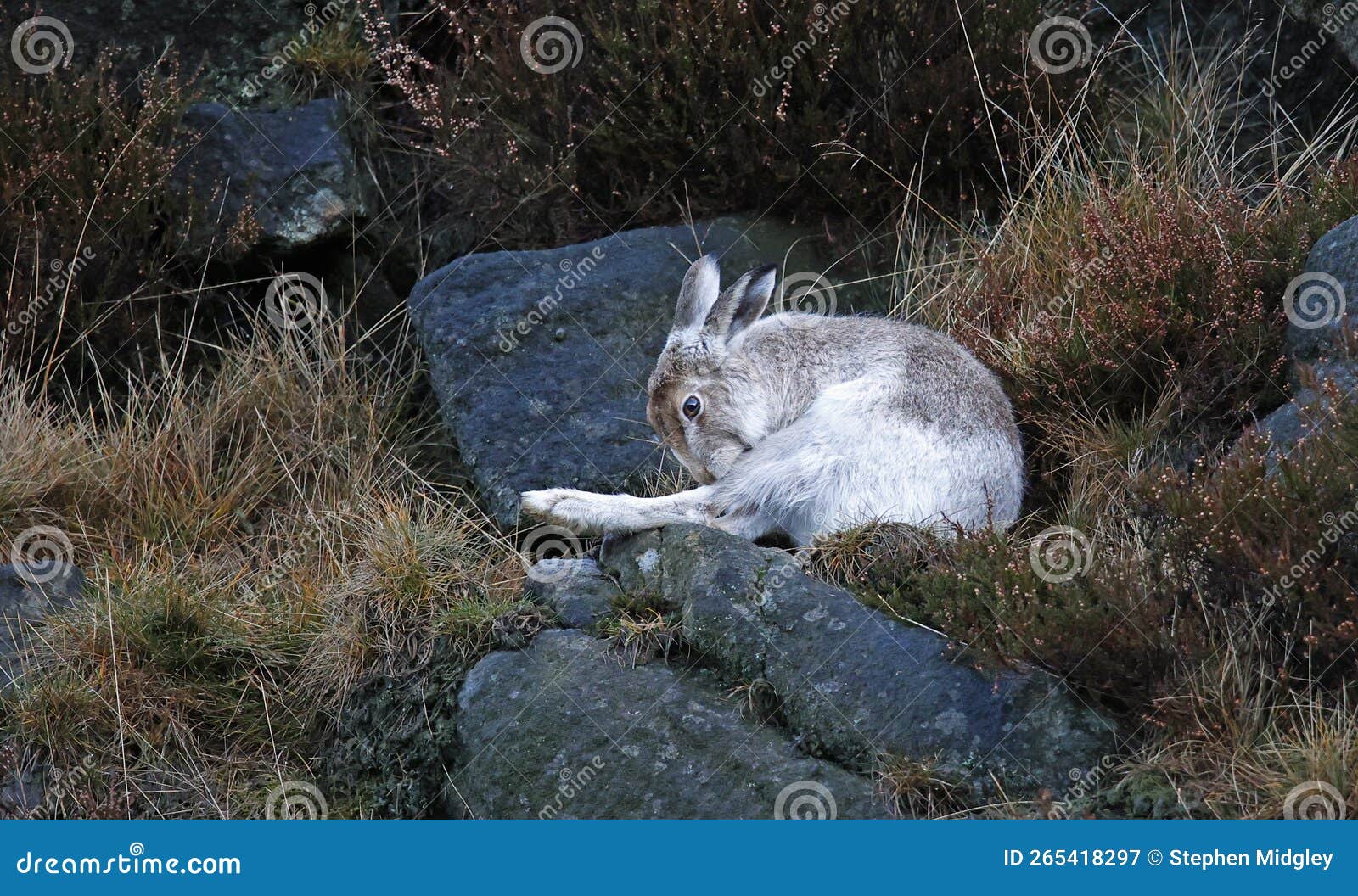 Mountain Hare Cleaning and Preening Its Fur Stock Image Image of