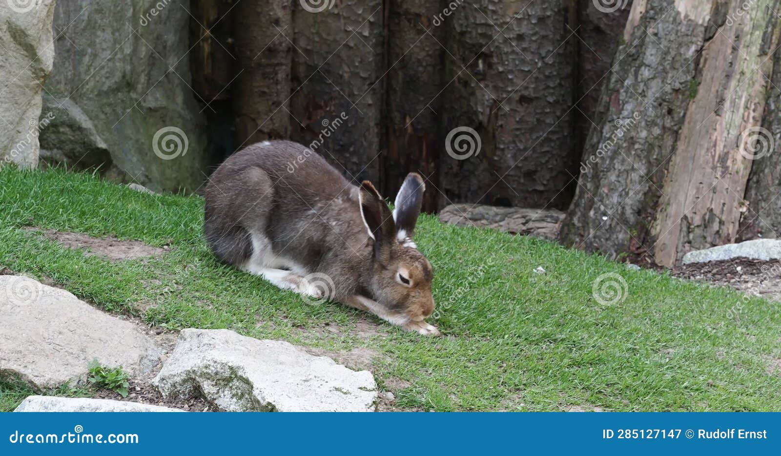 Mountain Hare, Lepus Timidus, Also Known As the White Hare. Stock Video