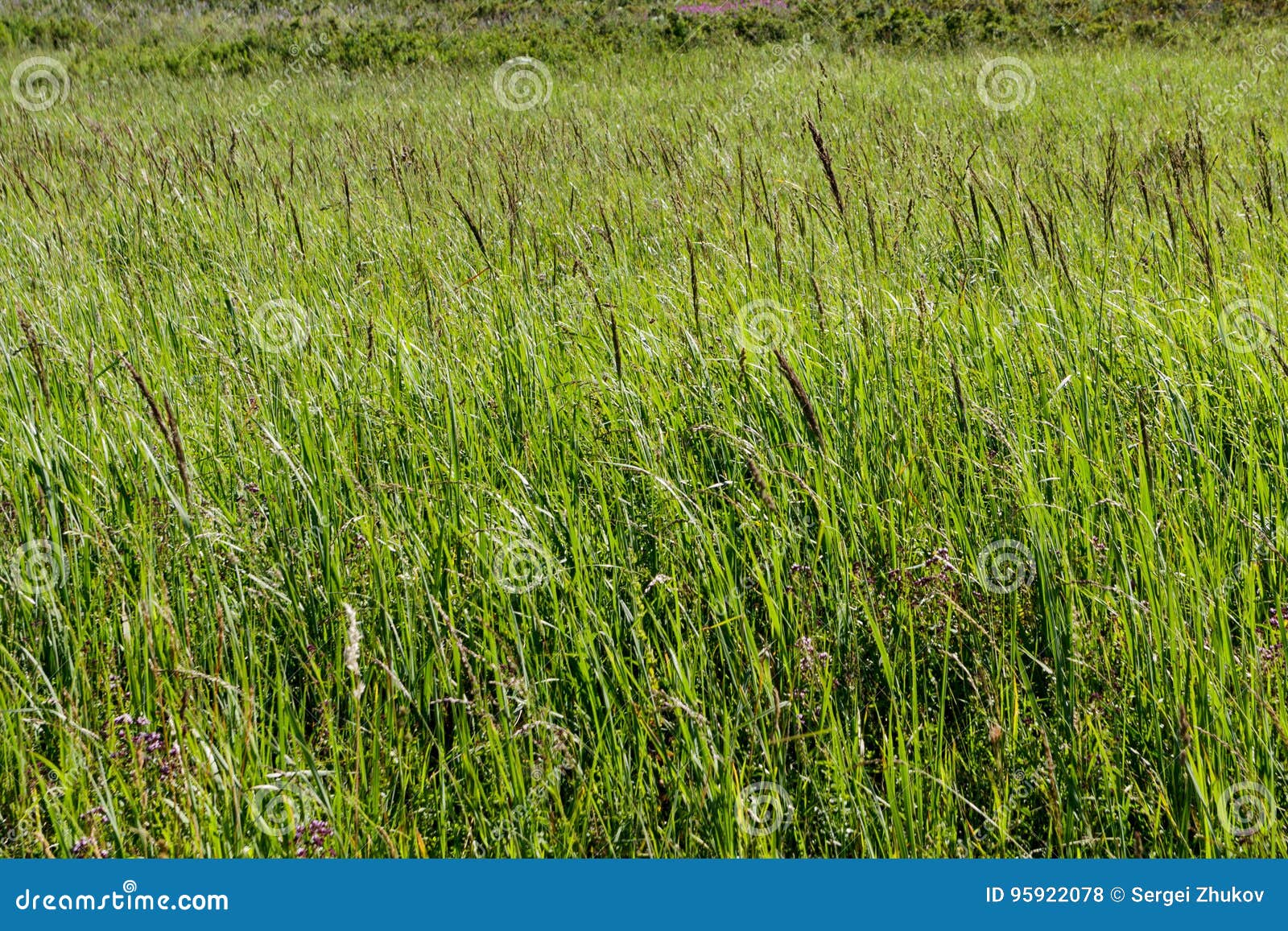 mountain herbage. wild grass