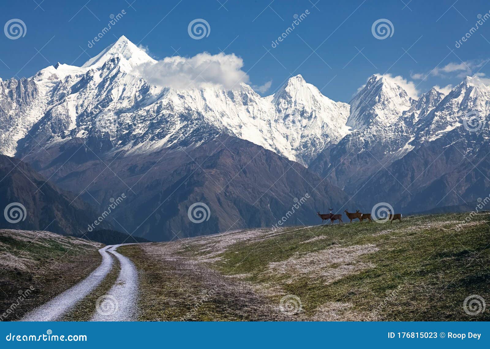 Mountain Highway Road with Himalayan Snow Peaks and Wild Animals at Uttarakhand India Stock Image - Image of beautiful, road: 176815023 Mountain Highway Road with Himalayan Snow Peaks and Wild Animals at Uttarakhand India Stock Image - Image of beautiful, road: 176815023