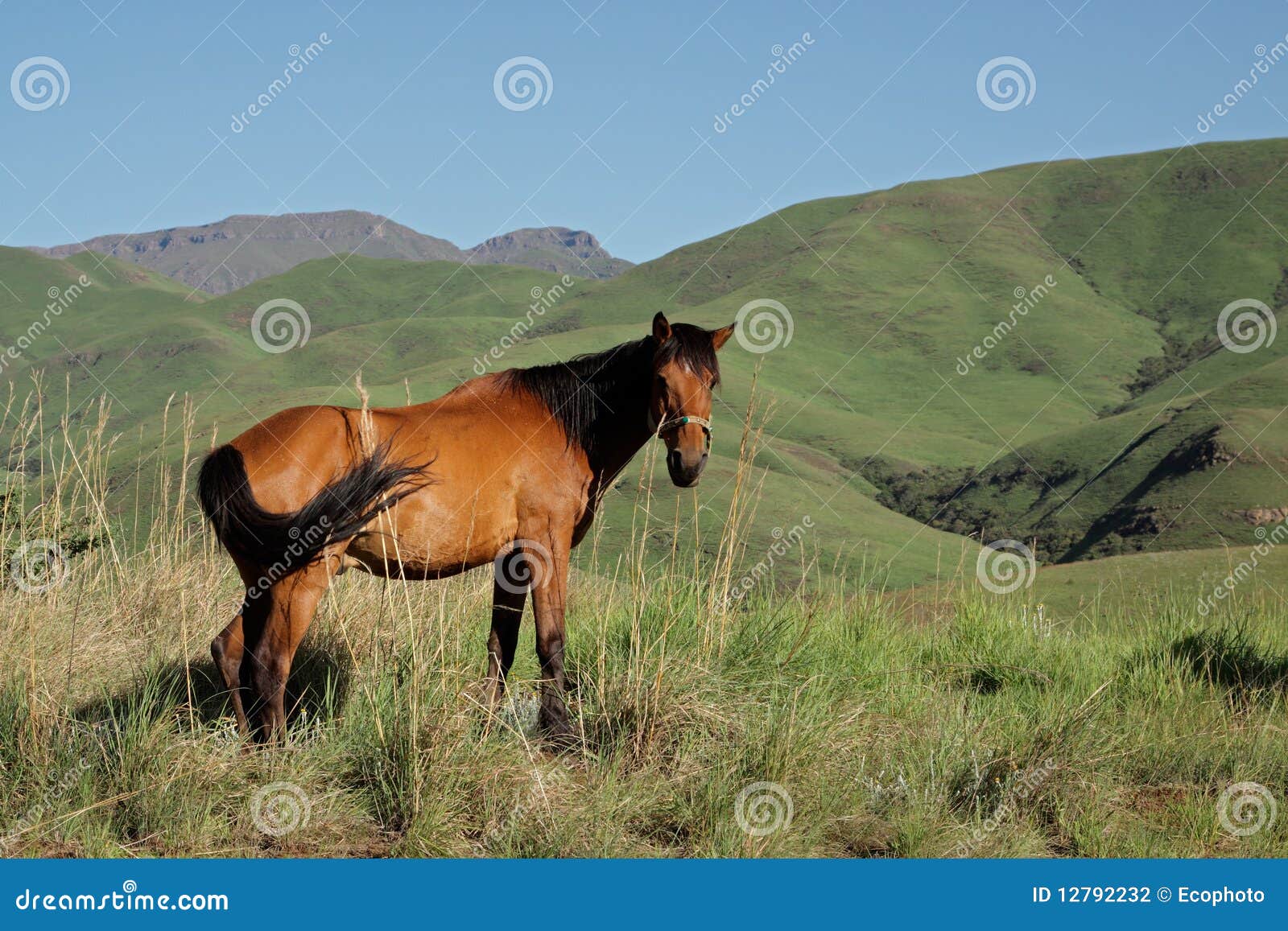 Mountain horse stock photo. Image of summer, pony, mountains 12792232